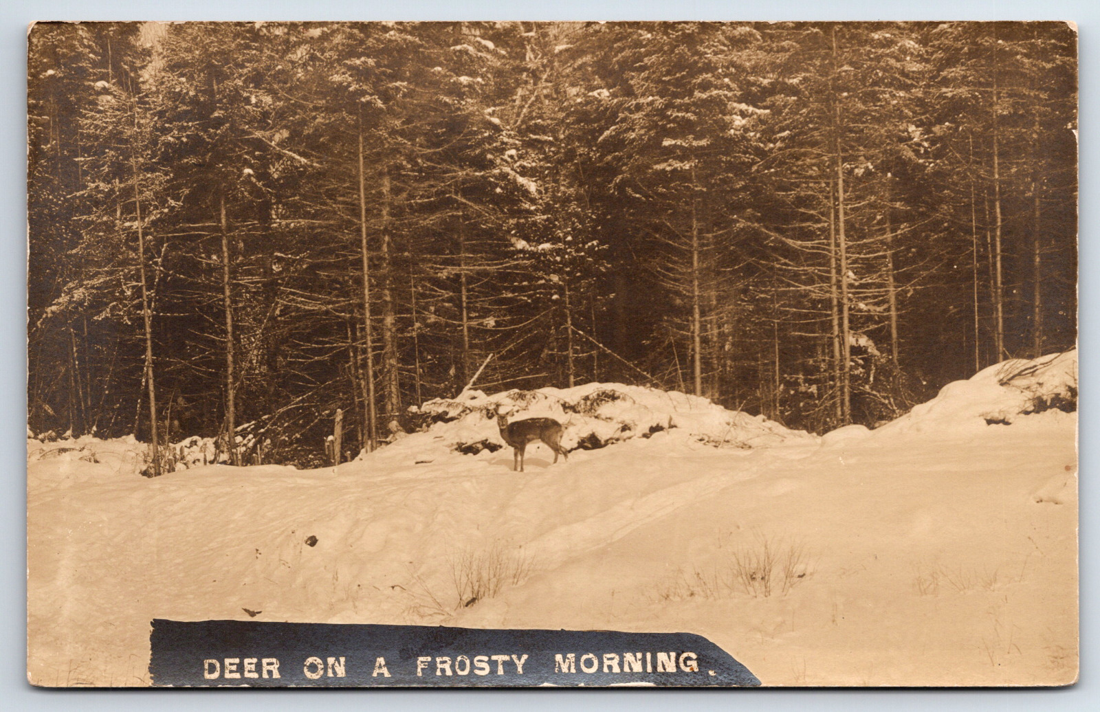 Real Photo RPPC Hunting - Deer Winter in Snow Vintage Postcard