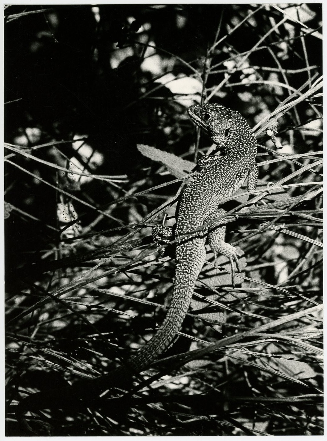 Vintage Silver Print Silver Print Lizard 18x24 circa 1960 <di