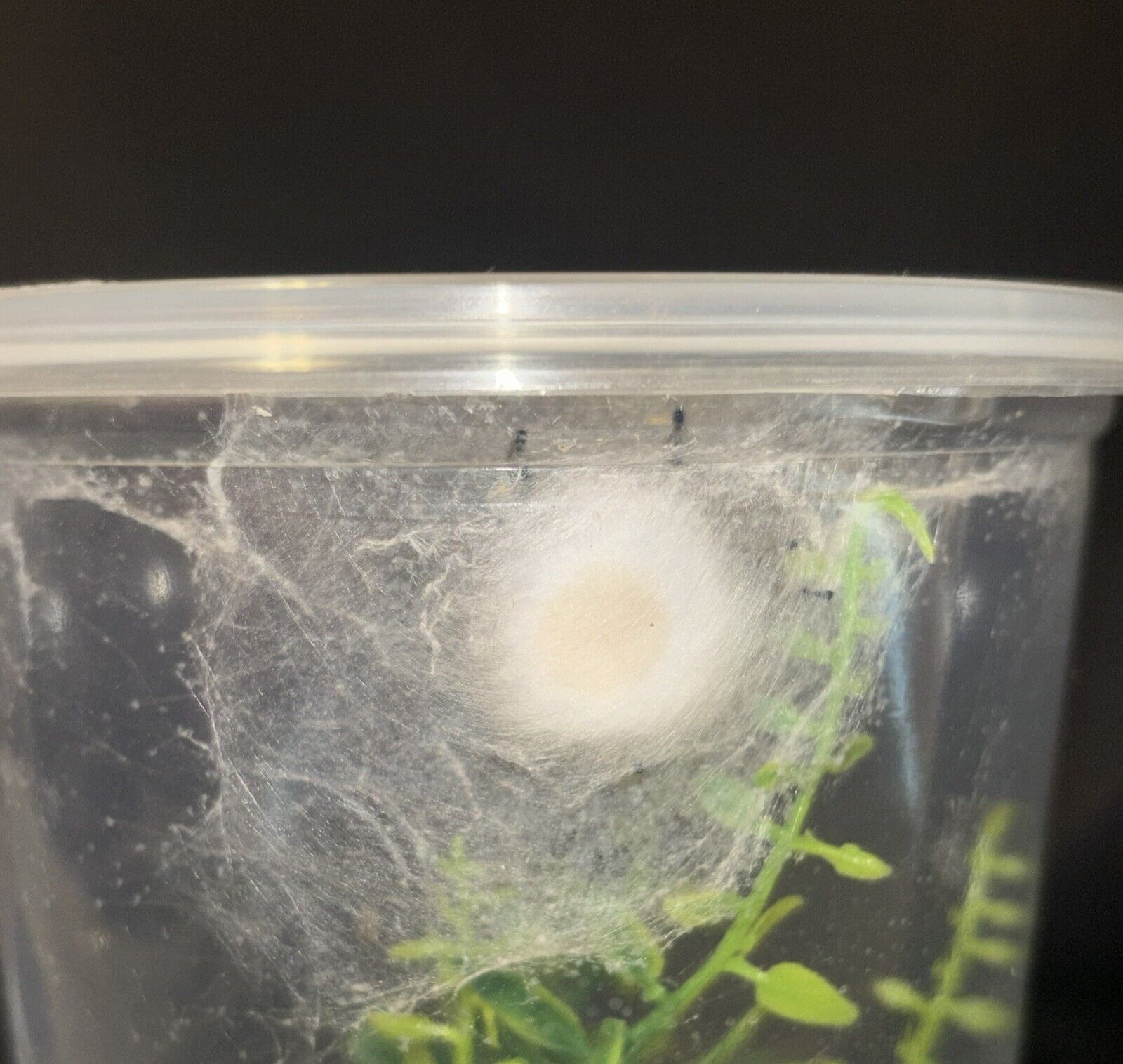 Regal Jumping Spider Egg Sac (phidippus regius)
