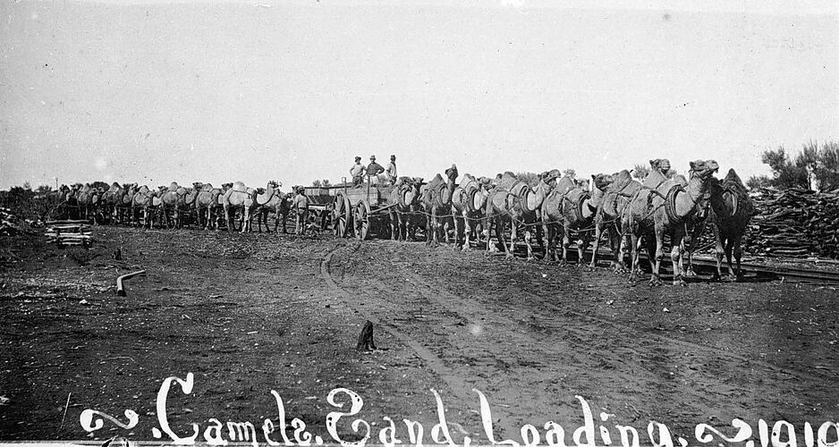 Two Camel Teams Loading Wood Ooldea South Australia 1919 Australia OLD PHOTO
