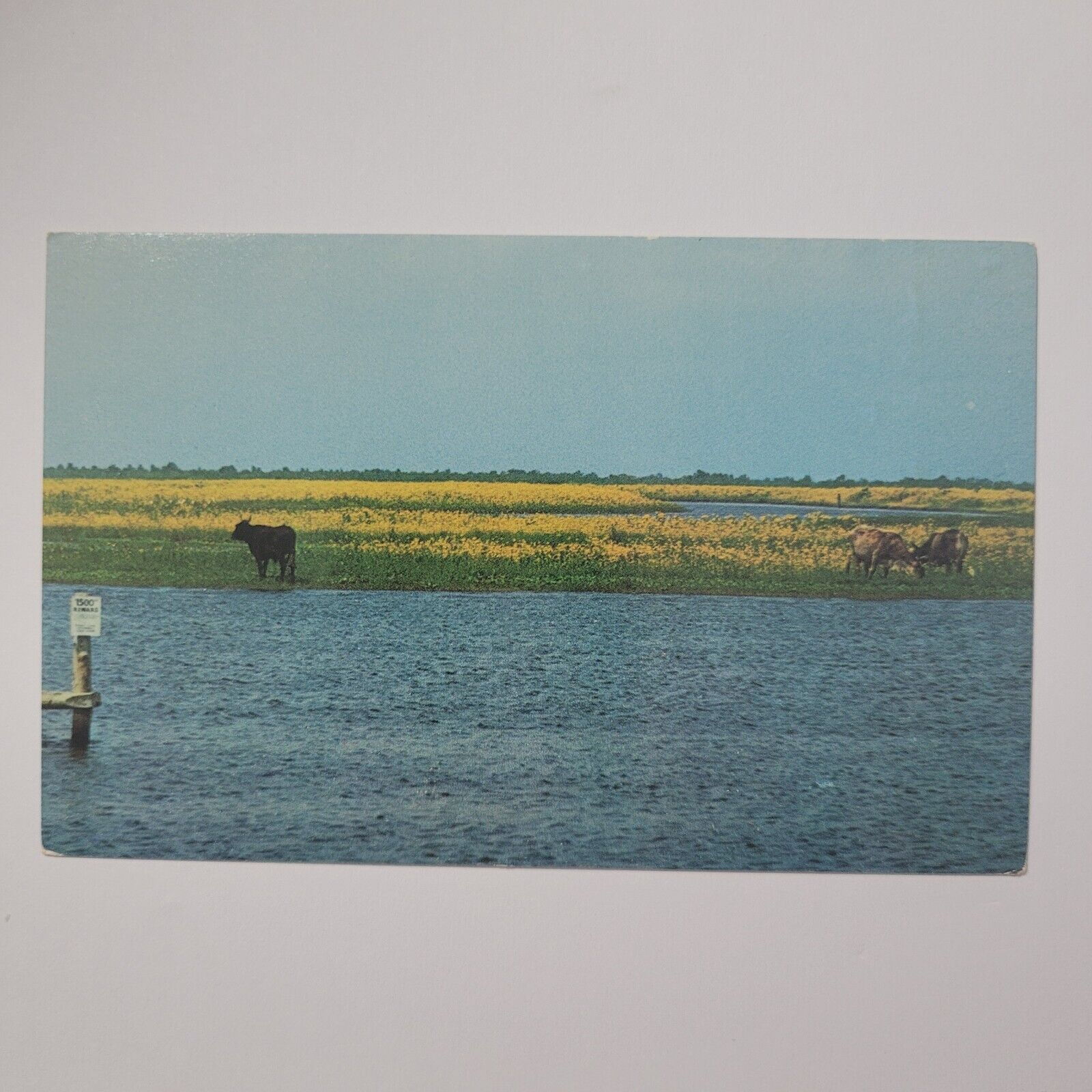 Cows Grave Among The Marshes St. John's River Florida Vintage Chrome Postcard