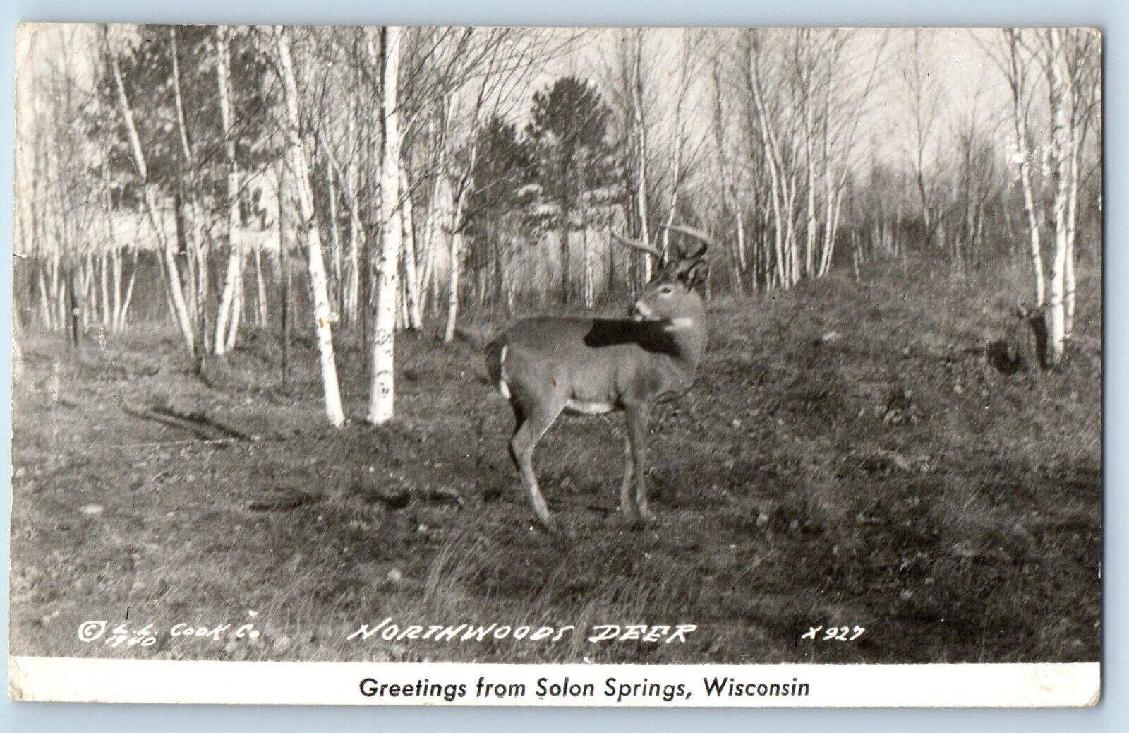 Solon Springs Wisconsin WI Postcard RPPC Photo Greetings Northwoods Deer 1946