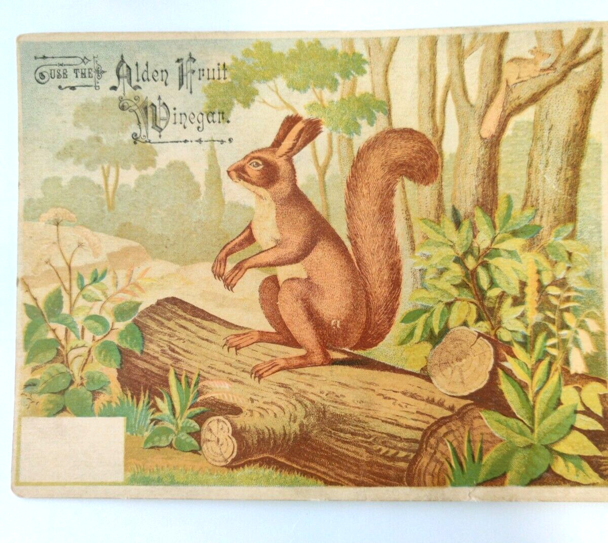 Anique Victorian Large Trade Card Alden Fruit Vinegar squirrel on log
