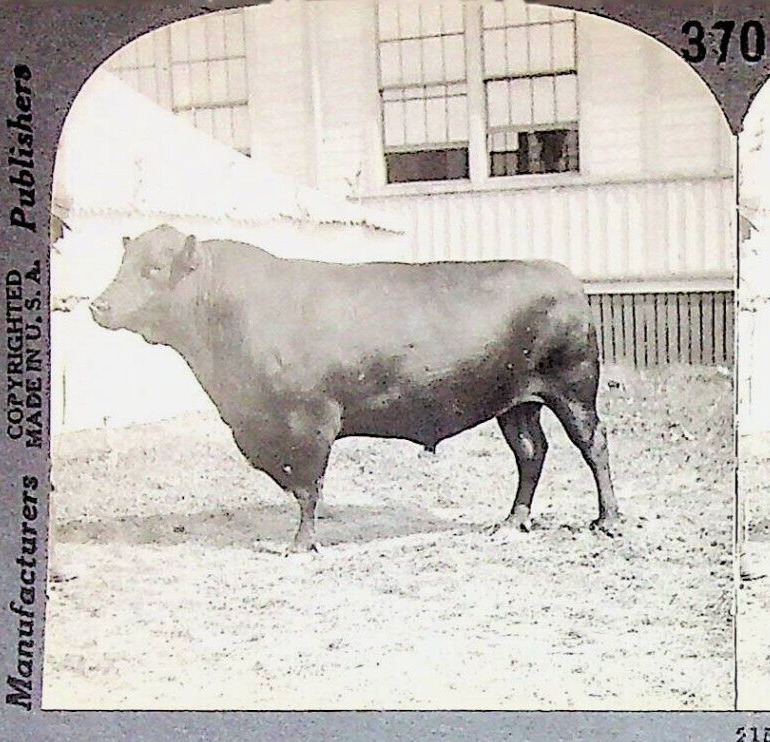 Aberdeen Angus Beef Cattle Photograph Keystone Stereoview Card