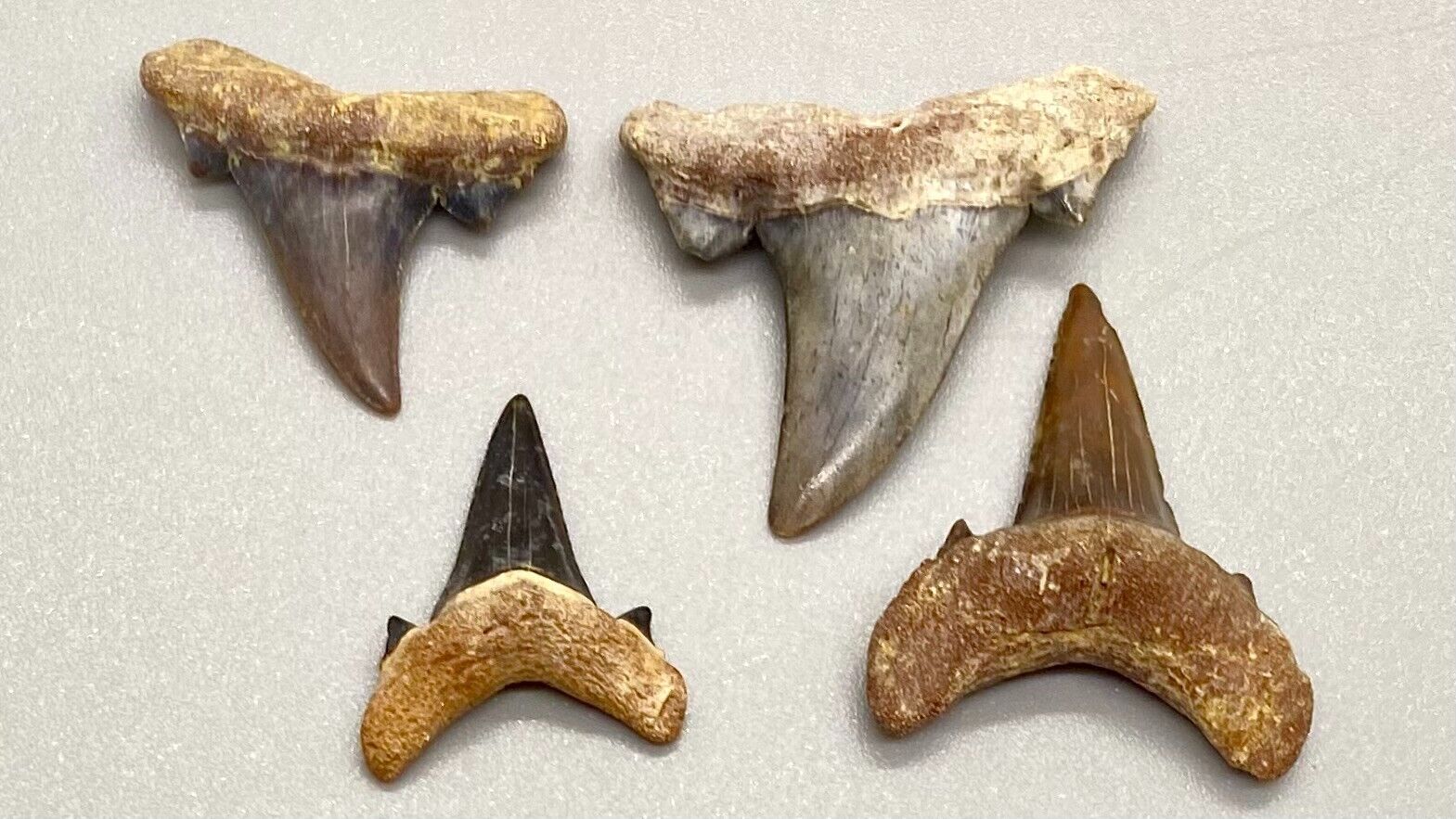 Group of 4 COLORFUL Fossil EXTINCT MACKEREL Shark Teeth - Western Sahara