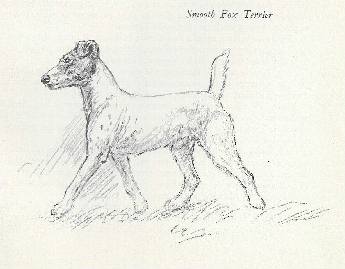 * Smooth Fox Terrier (Left) - Vintage Dog Art Print - 1938 KF Barker 0810