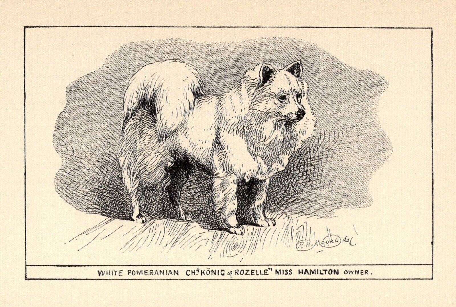 Antique Pomeranian Print 1912 Moore Ch Konig of Rozelle Wall Art Decor 4868b
