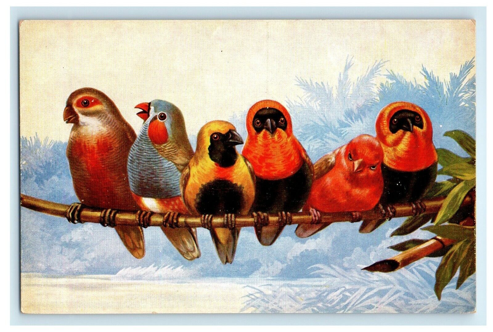 c1910's Birds Parrots Exotic Hanging Tree Branch Unposted Antique Postcard