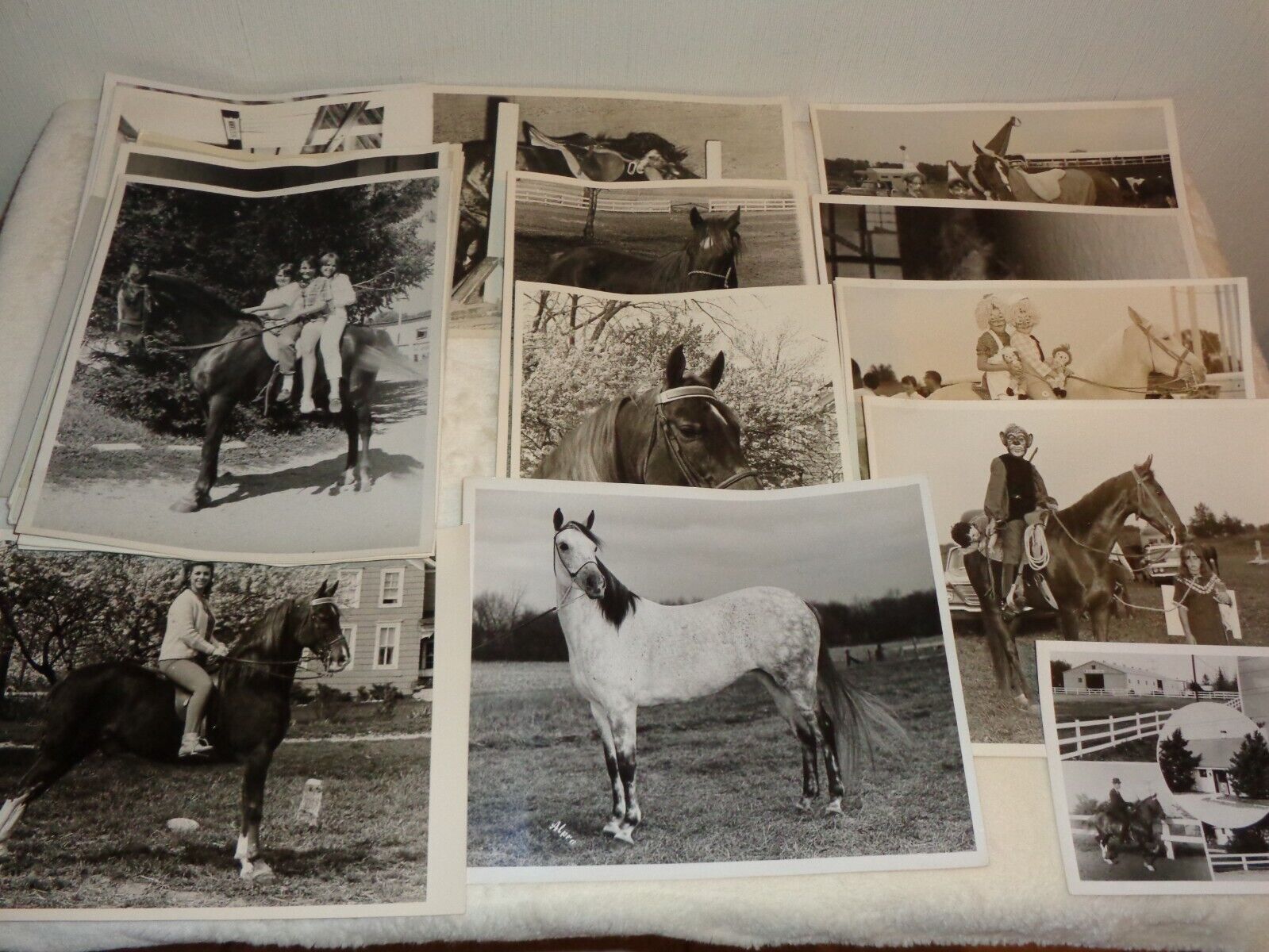 High Style Stables 1960s Wheaton Illinois Horses Animals People Rare Photo Lot