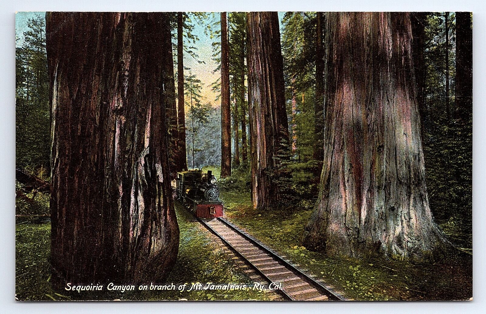 Postcard Sequoiria Canyon On Branch Mt. Tamalpais Railway California (Sequoia)