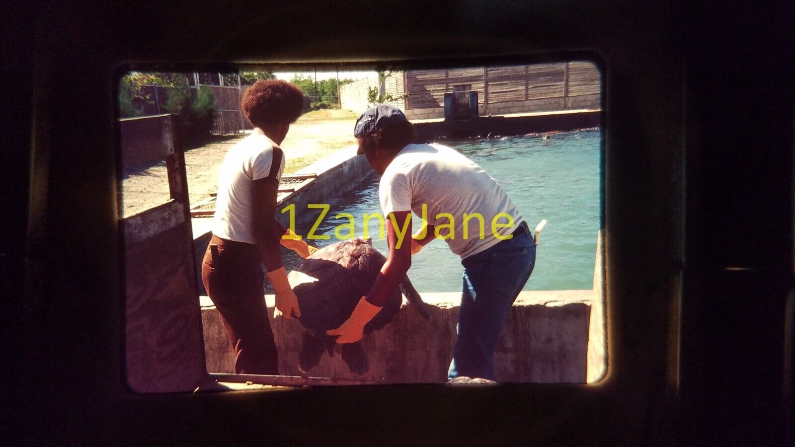 1217 vintage 35MM SLIDE photo 2 WORKERS PUTTING TURTLE IN WATER AT TURTLE FARM