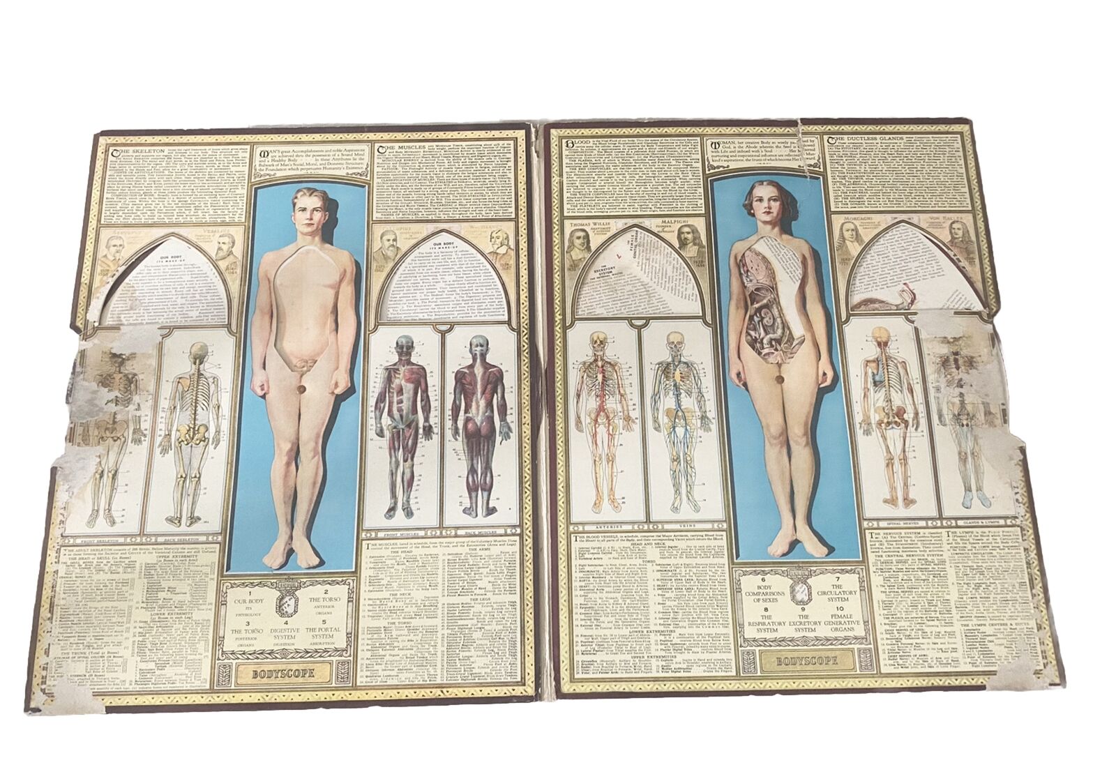 Vintage Bodyscope by Ralph H. Segal Human Anatomy Medical Chart  ~ 1948 2 Sides