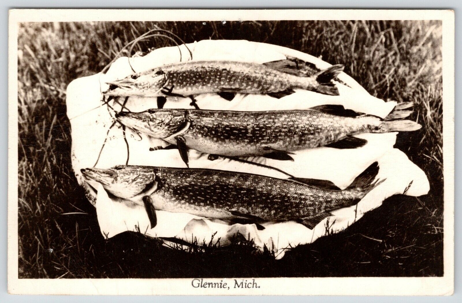 Glennie Michigan~Northern Pike Fish~Stringer~1950s RPPC