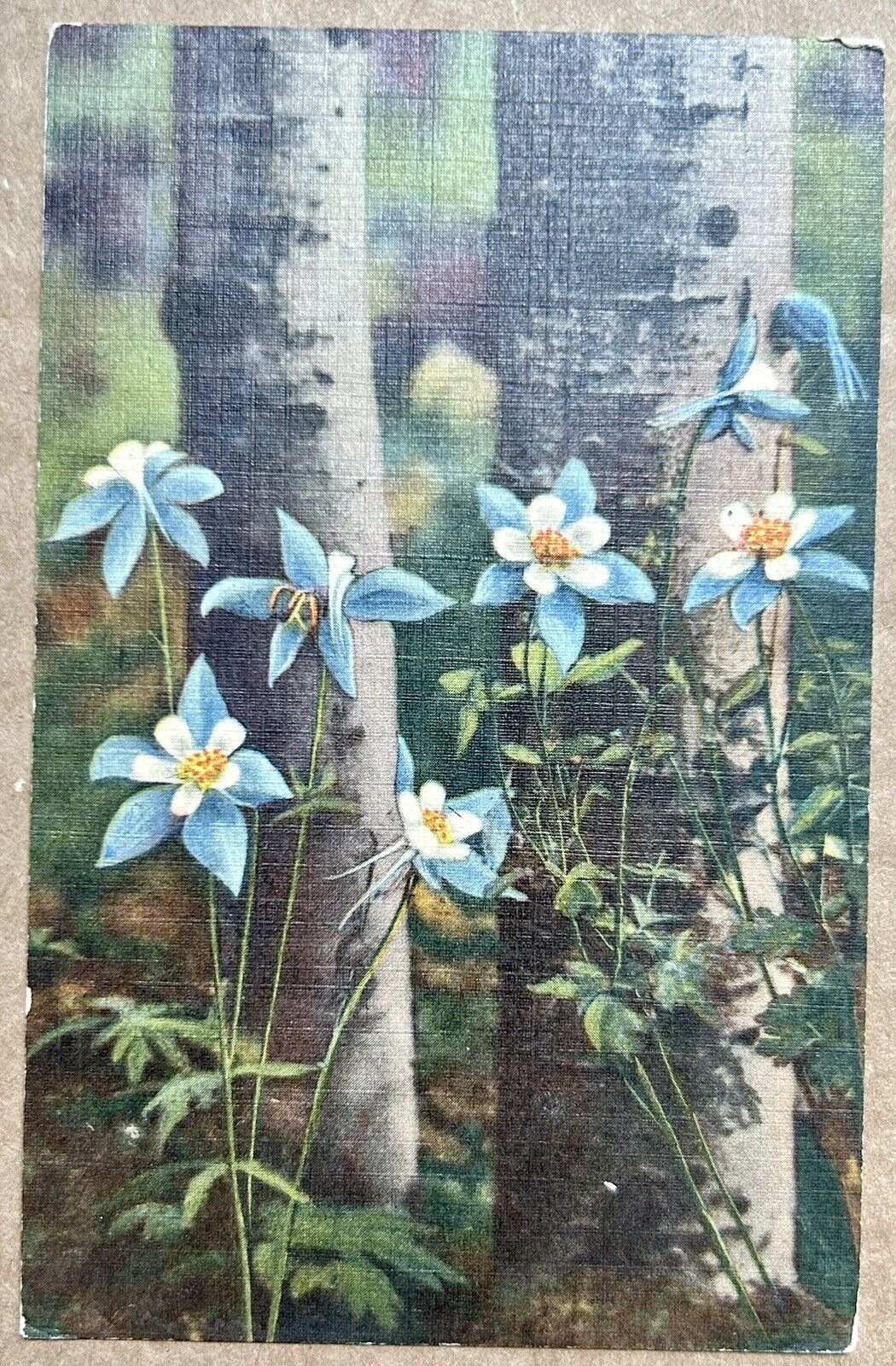 Colorado Columbine Flower Vintage Postcard. 1955