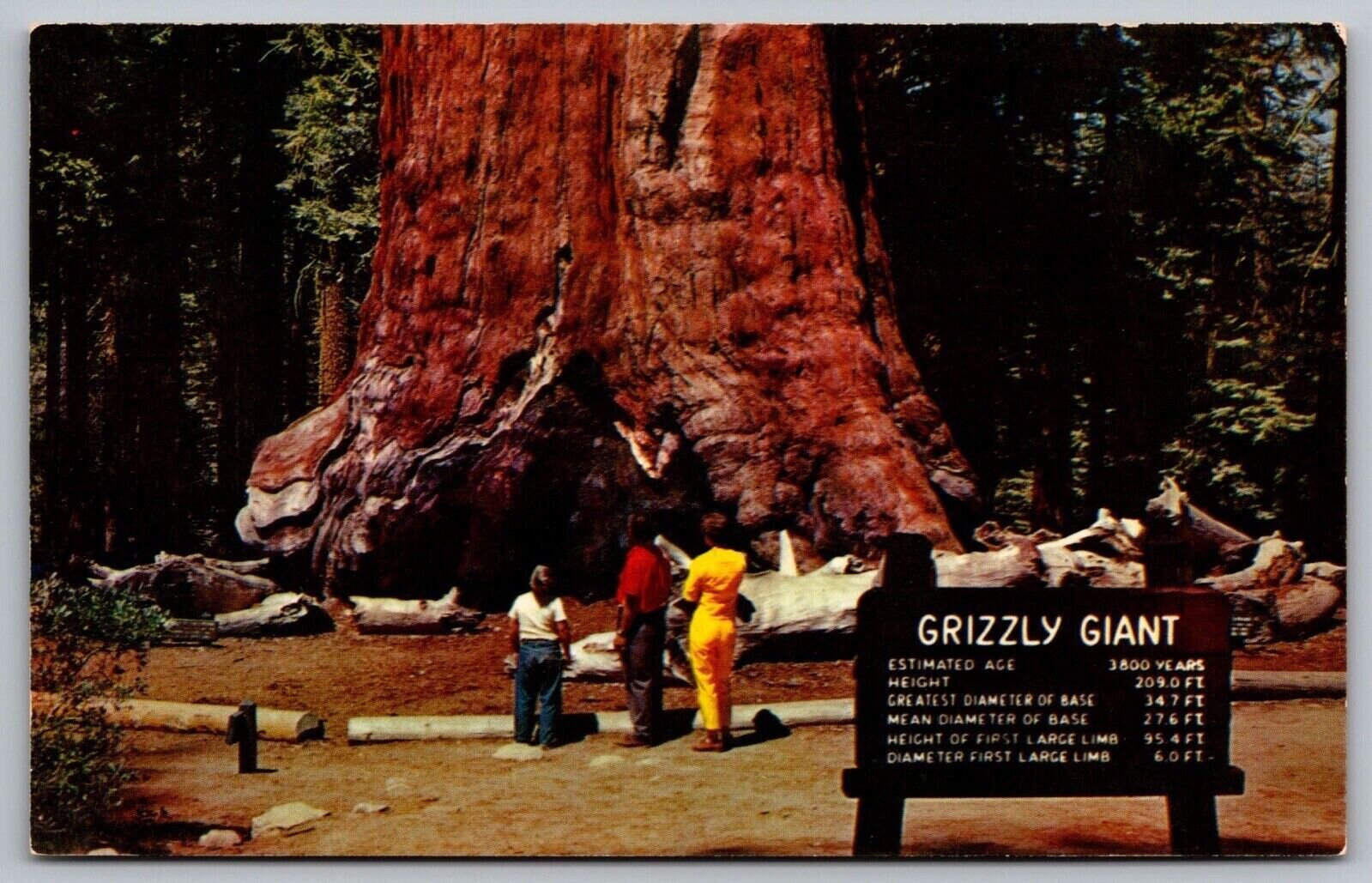 Grizzly Giant Yosemite National Park California Mariposa Grove Forest Postcard