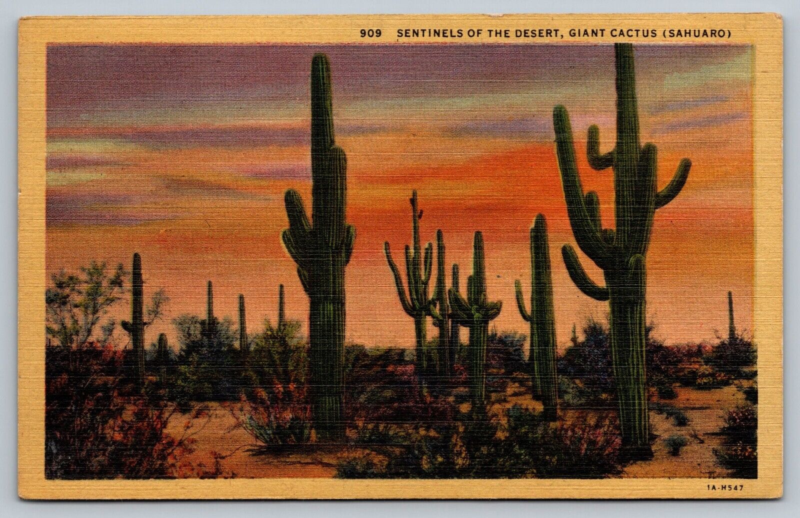 Postcard Sentinels of the desert Giant Cactus Sahuaro