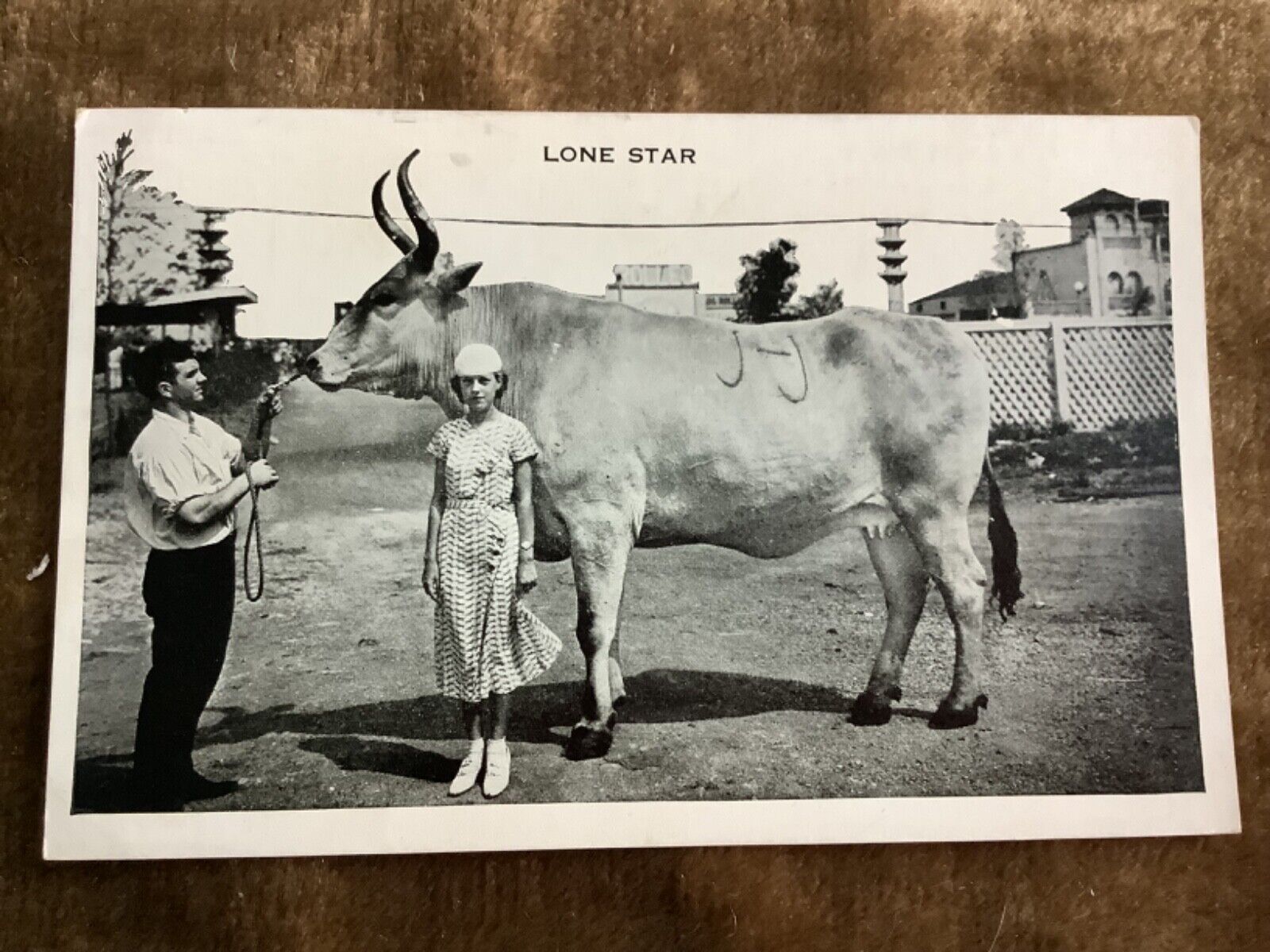 Lone Star Cow Chicago Worlds Fair 1933 RPPC branded pretty girl handler unposted