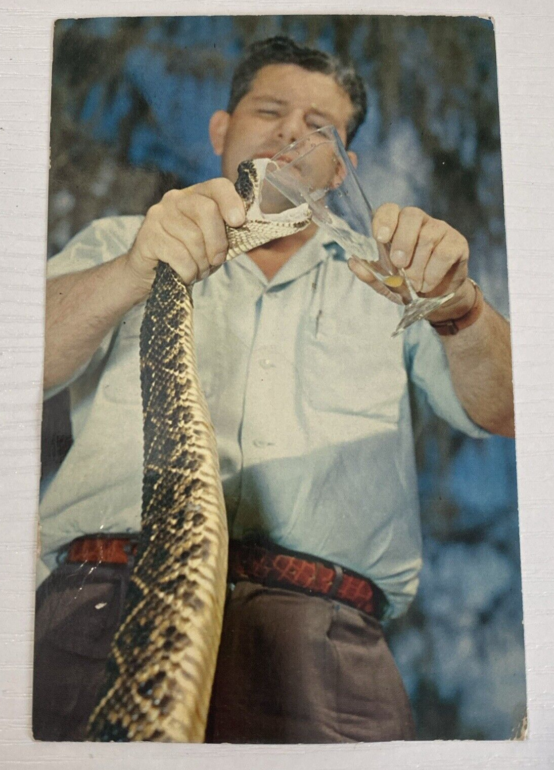 Postcard Florida\'s Silver Springs Reptiles - Man Milking Snake