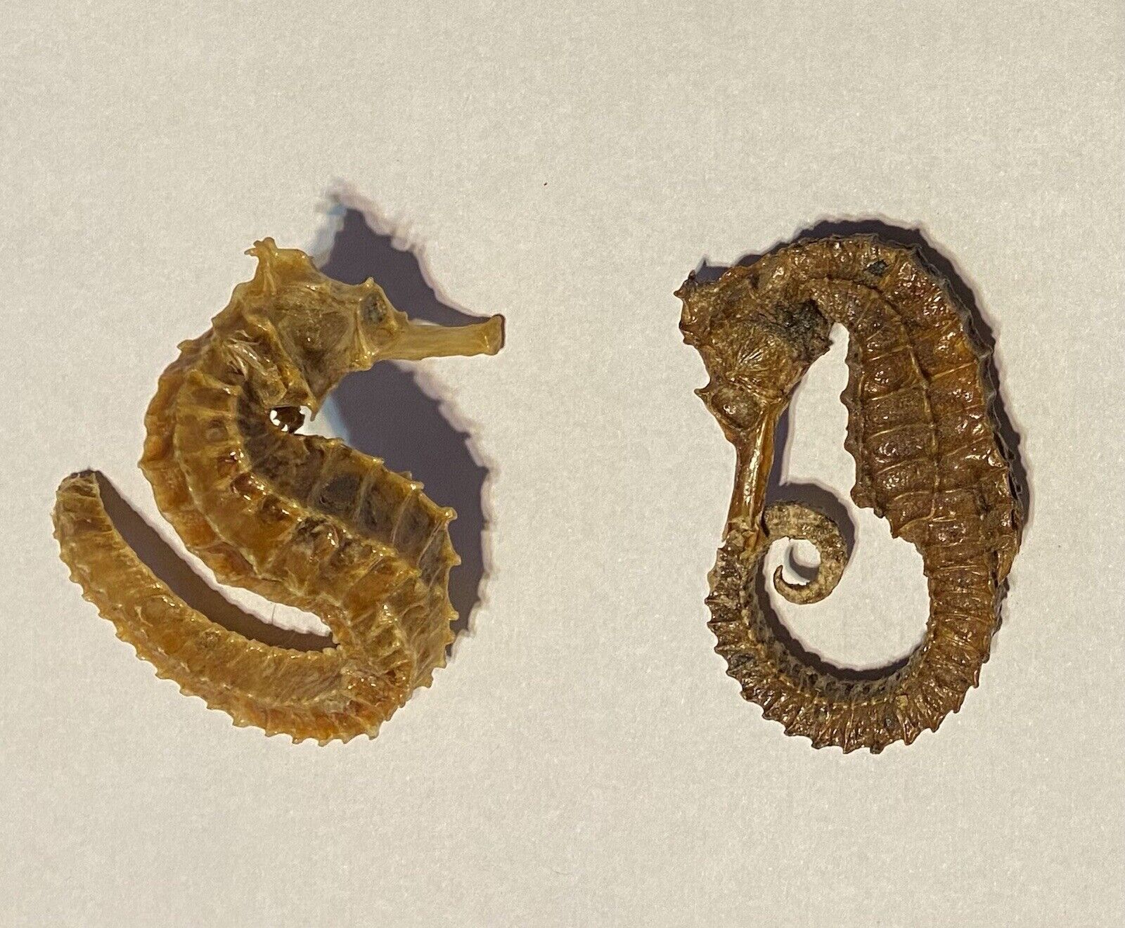 2x Vintage Dried Seahorse Hippocampus Erectus Skeleton Specimens