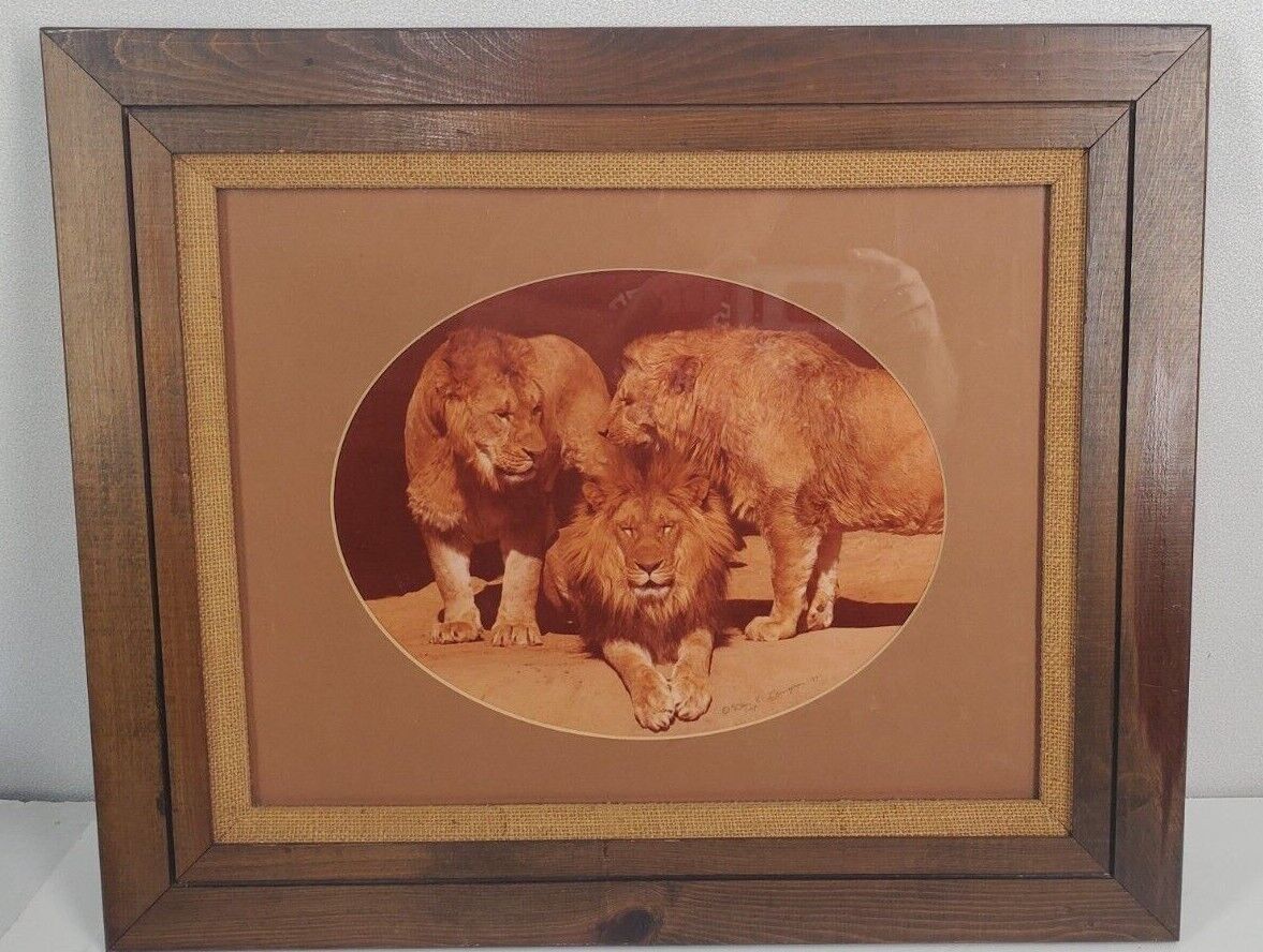 Awesome Don K Langson Image Product 3 Lions Framed Photo Dated 77 SIGNED 19 X 23