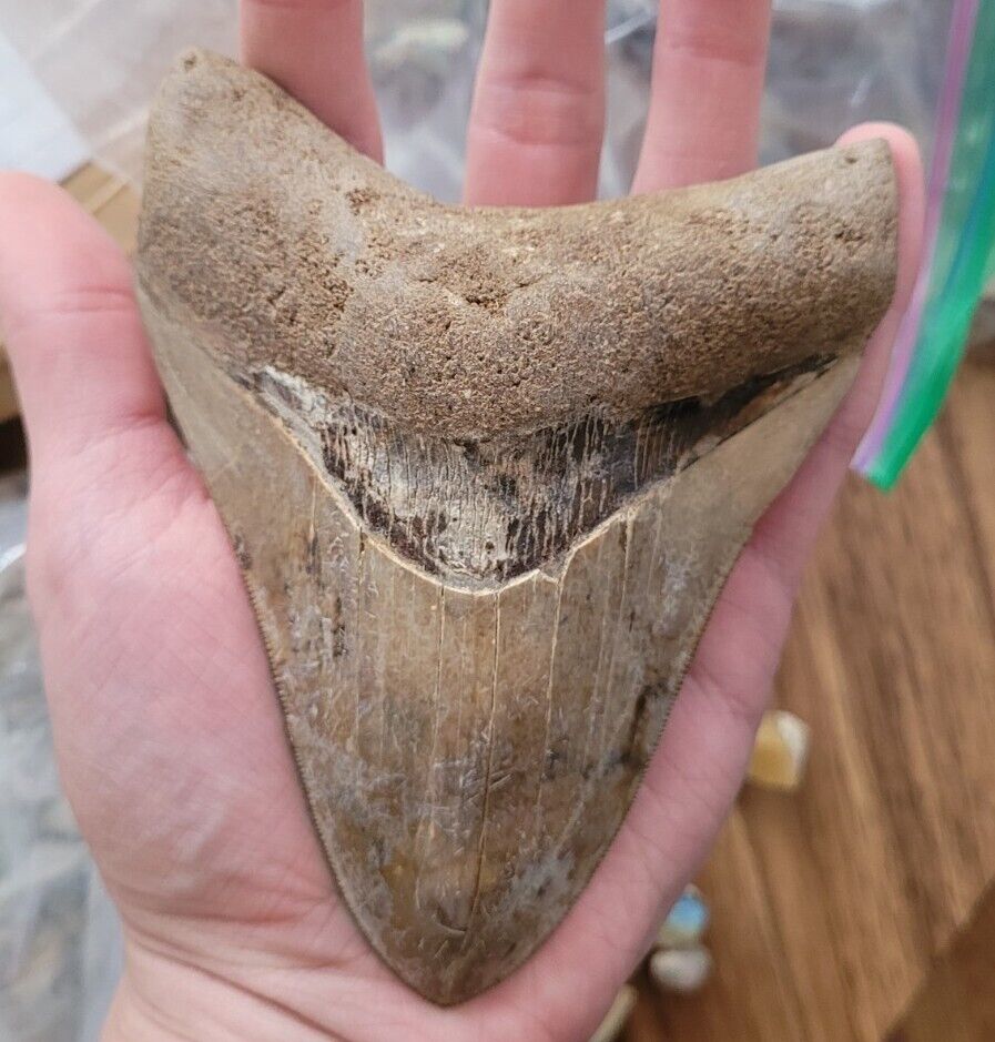 Megalodon Shark Tooth +4 INCHES Amazing - Fossil - RARE Repaired Specimen A+