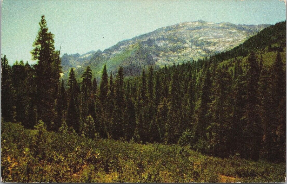 Trinity Alps Wilderness N. California Trees Granite Peaks c1960's Postcard UNP