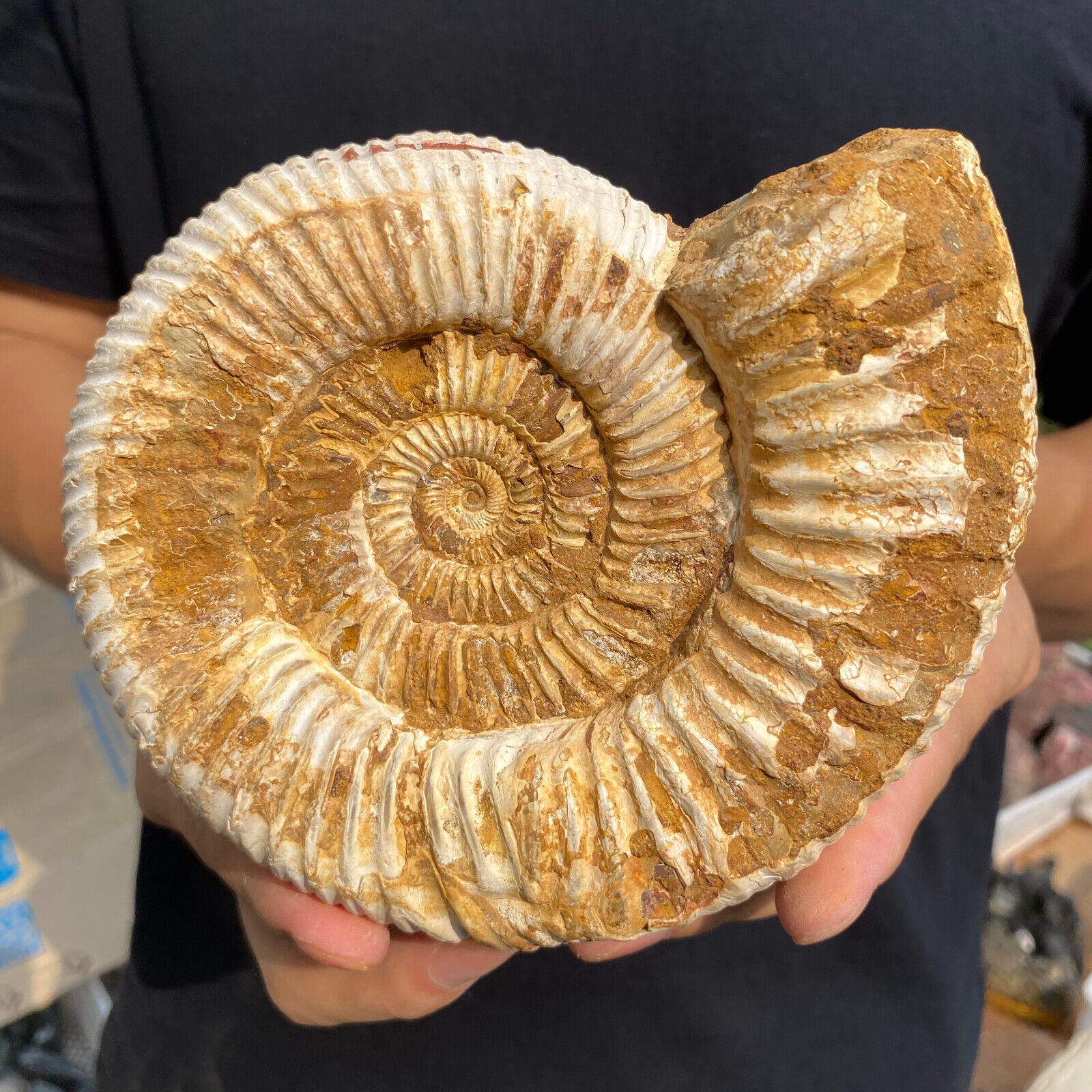 2.8lb Natural Raw Ammonite Fossil Conch Quartz Crystal Rough Mineral Specimen