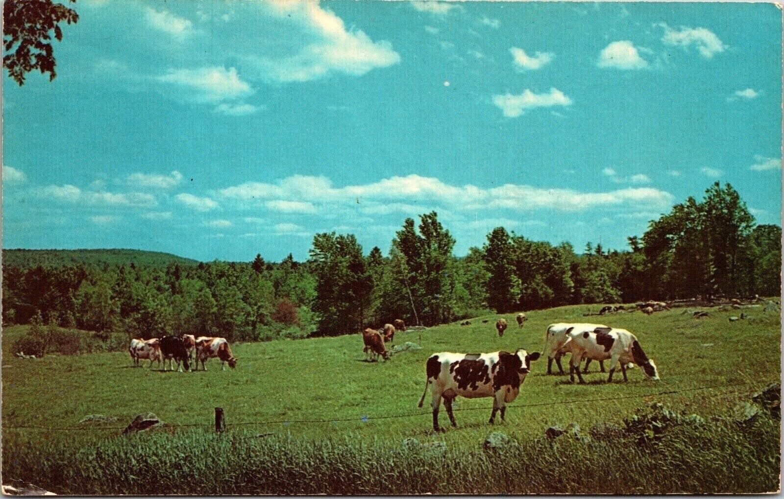Greetings Furnace Ohio Cows Animals Forest Cancel 1977 Franklin VNG PM Postcard