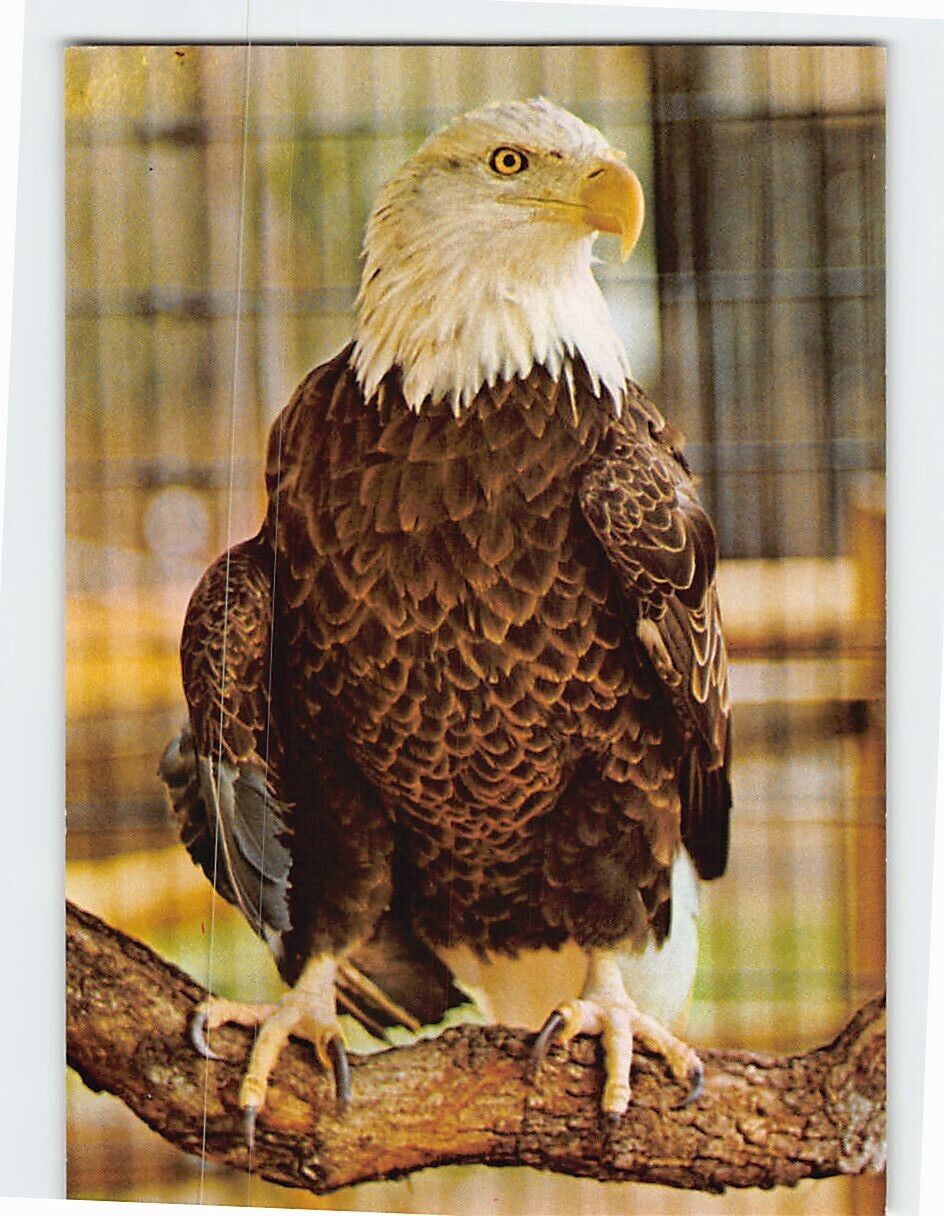 Postcard American Bald Eagle, Central Florida Zoological Park, Sanford, Florida