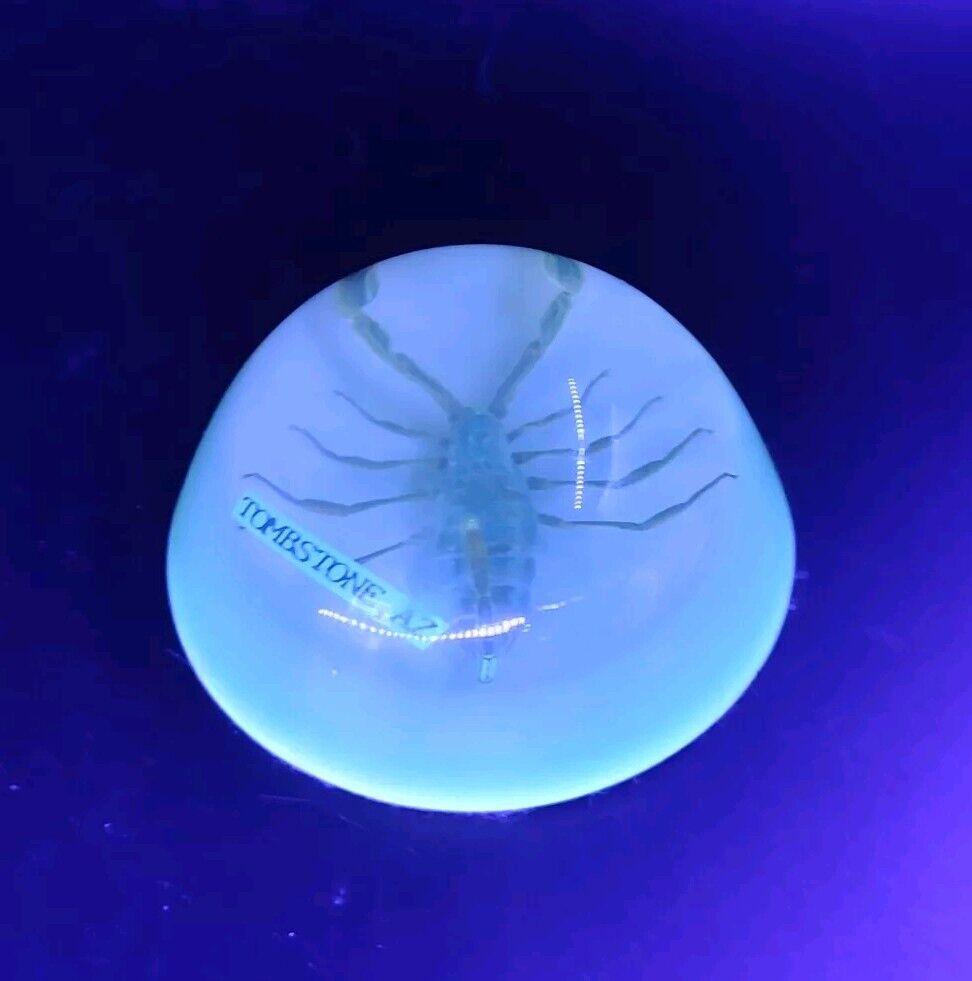 Vtg UV Glow Lucite Real Scorpion Domed Souvenir Paperweight