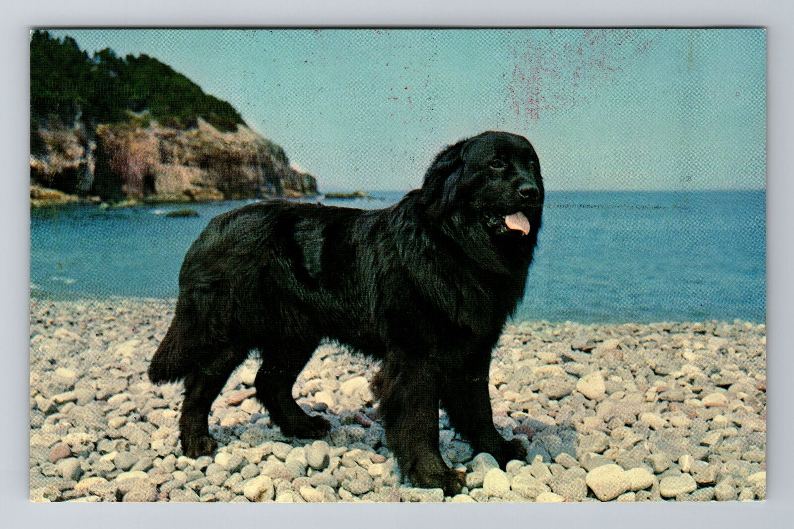 St John-Newfoundland, Champion Black Sambo, Antique, Vintage Souvenir Postcard