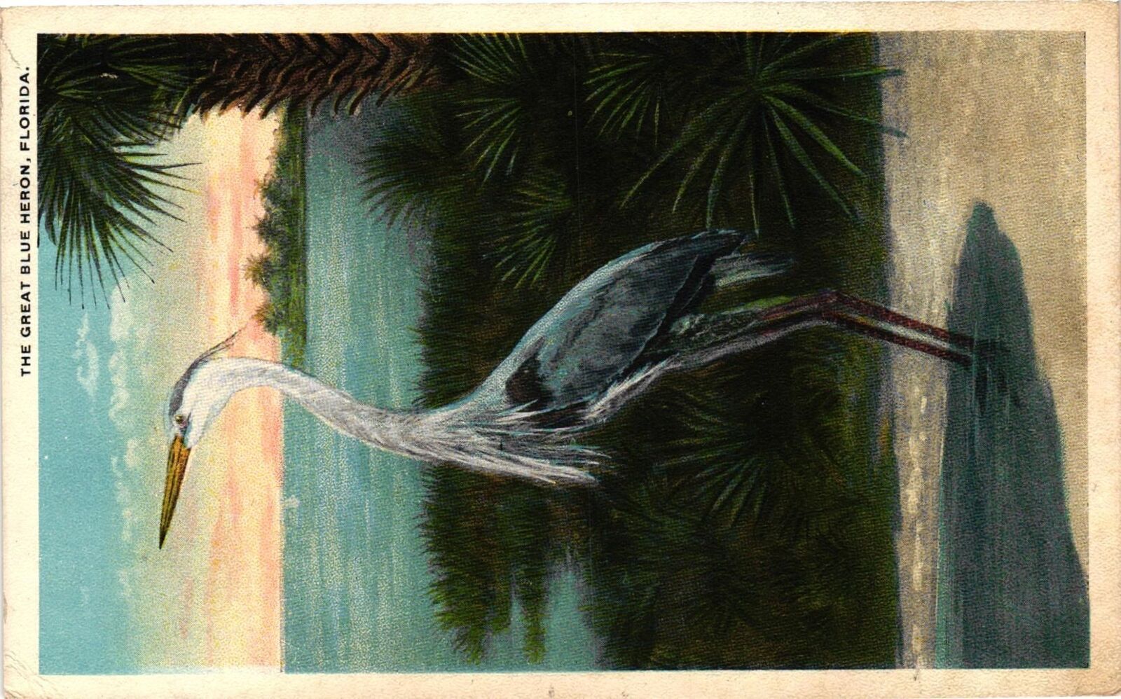 Vintage Postcard- GREAT BLUE HERON, FL.