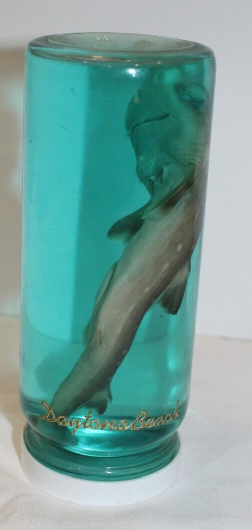 Pickled shark in a jar from Daytona Beach, creepy, gross, Baby Shark/Nurse shark