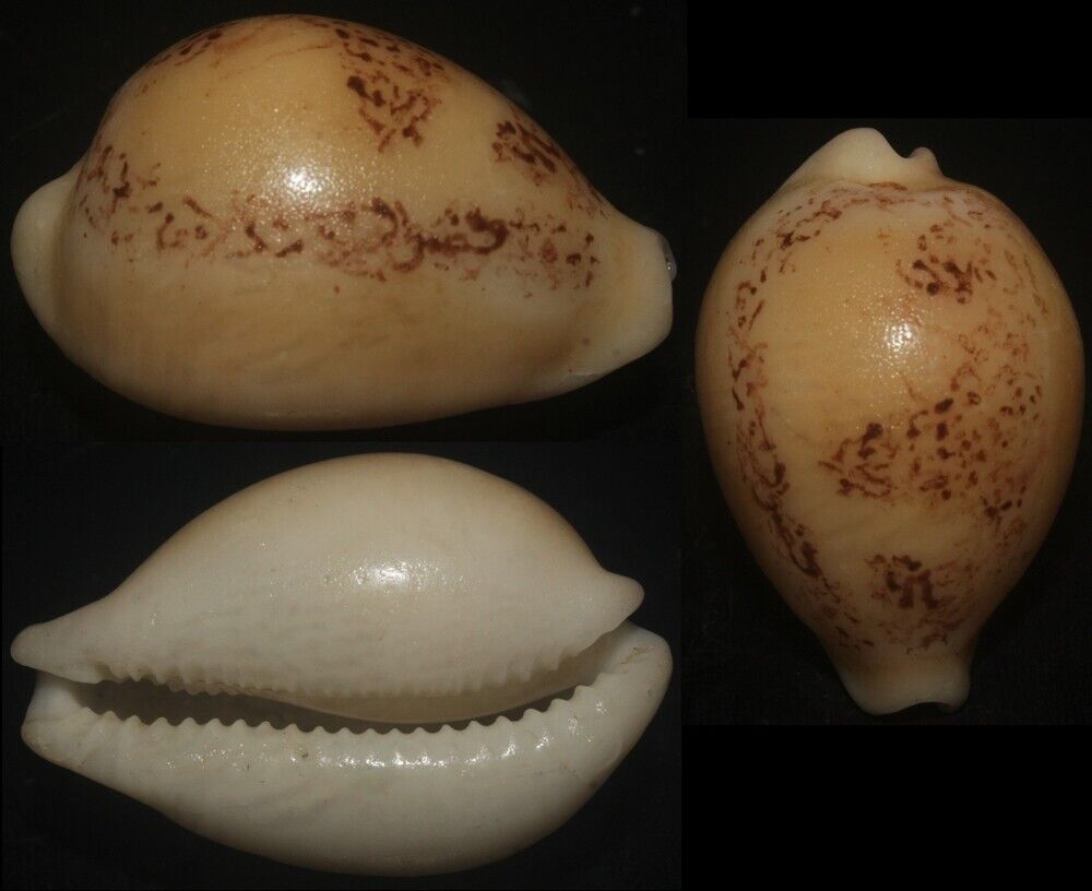 Tonyshells Seashells Cypraea sakuraii RARE 38mm F+, fresh dead, pattern