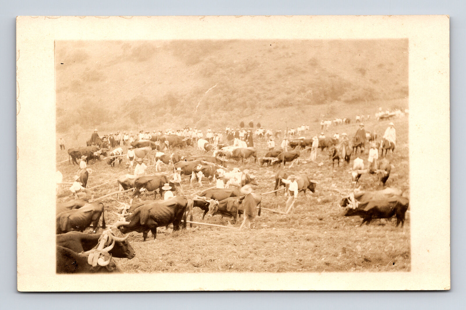 RPPC View of Many Cattle Ranchers Longhorn or Oxen Real Photo Postcard