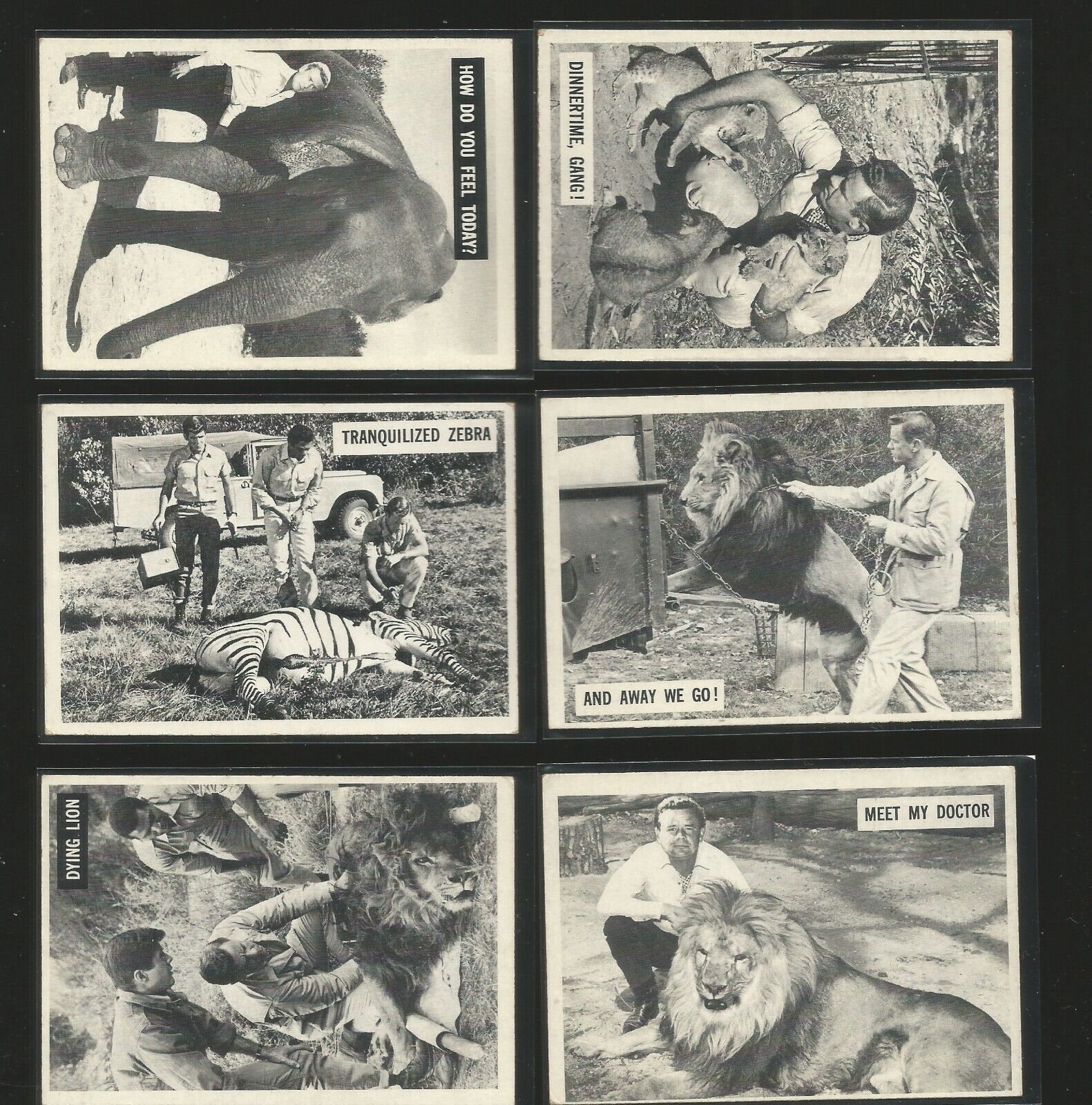 Daktari TV Trading Cards 1966 Philadelphia Card 8 lot 9 16 25 31 53 56 60 66
