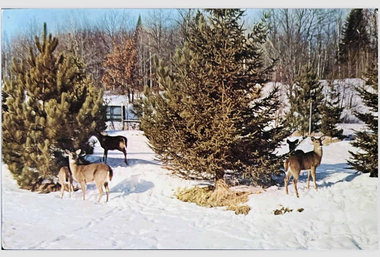 Deer Mother And Her Fawns  Feeding, Winter Months 1965 PM Mio, Michigan Postcard
