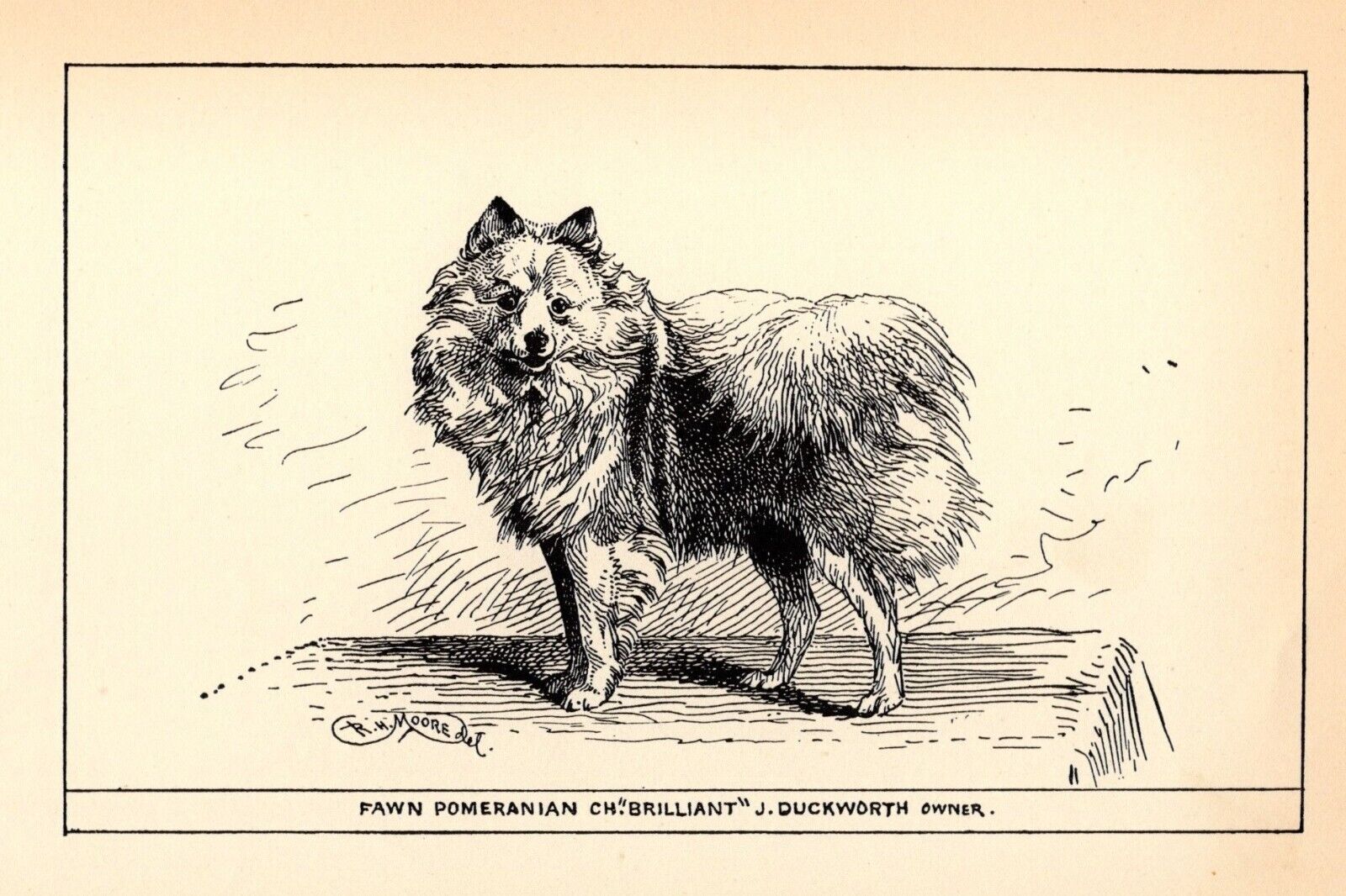 Antique Pomeranian Print 1912 Moore Ch Brilliant Pomeranian Wall Art Decor 4811k