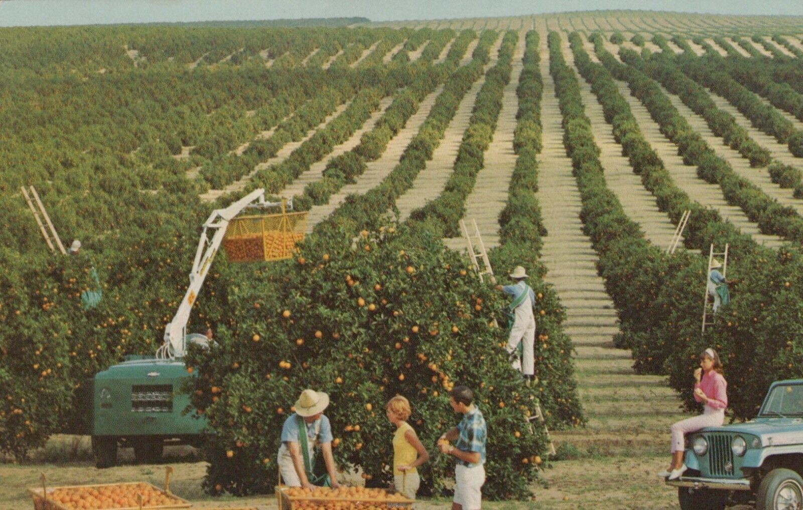 The Golden Harvest Typical Florida Orange Grove Vintage Chrome Post Card