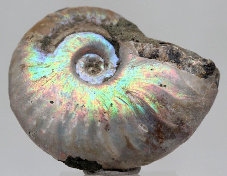 BEAUTIFUL iridescent Ammonite Fossil Opalized Ammolite MADAGASCAR Nautilus Opal