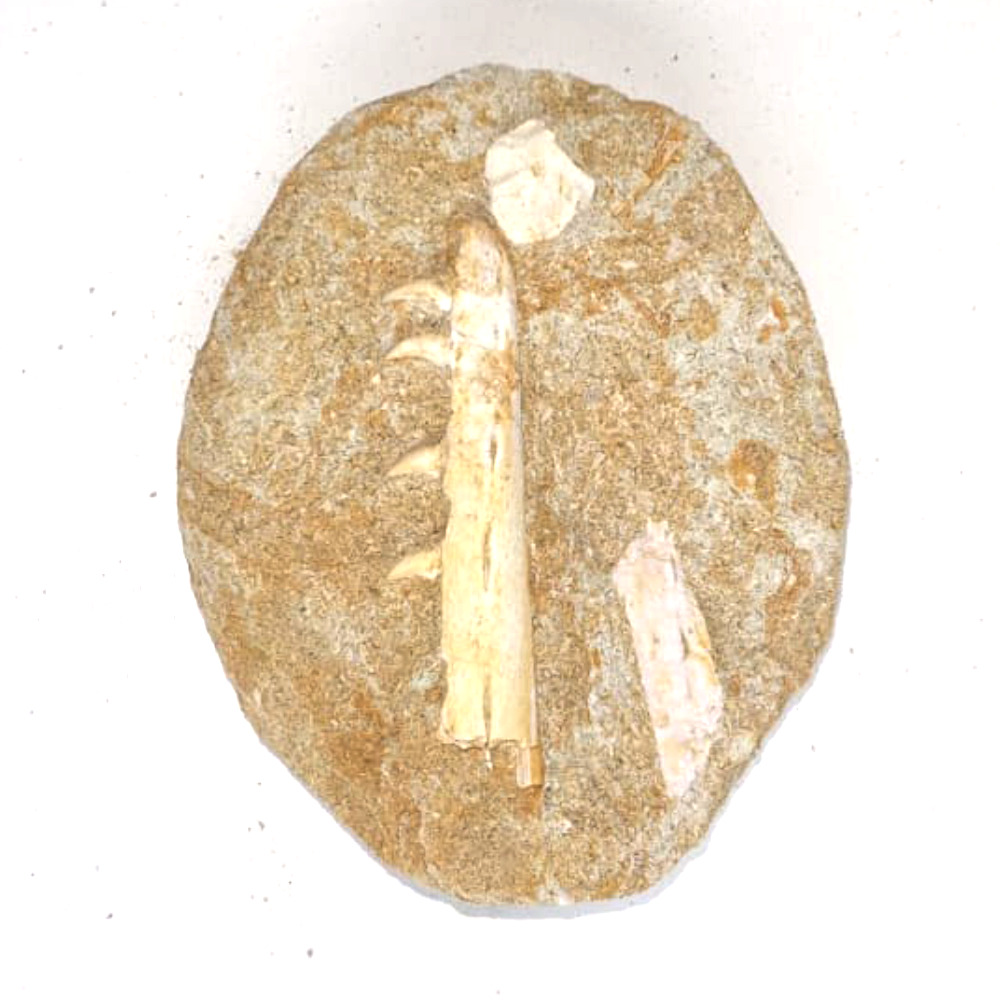 Rare Baby Mosasaur jaw x 3,93 pounce