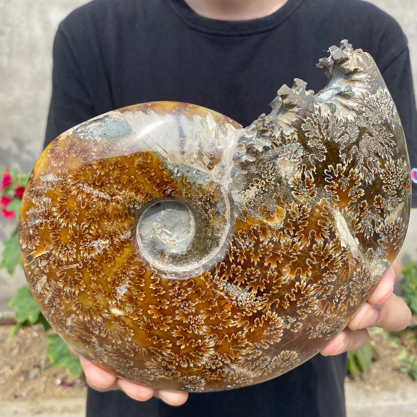 3.7lb Natural Beautiful Ammonite Fossil Conch Crystal Specimen Healing