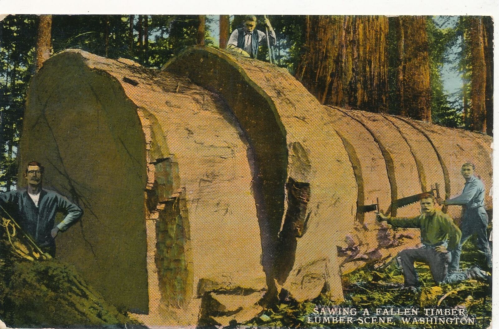WASHINGTON WA - Sawing A Fallen Timber Postcard - 1912