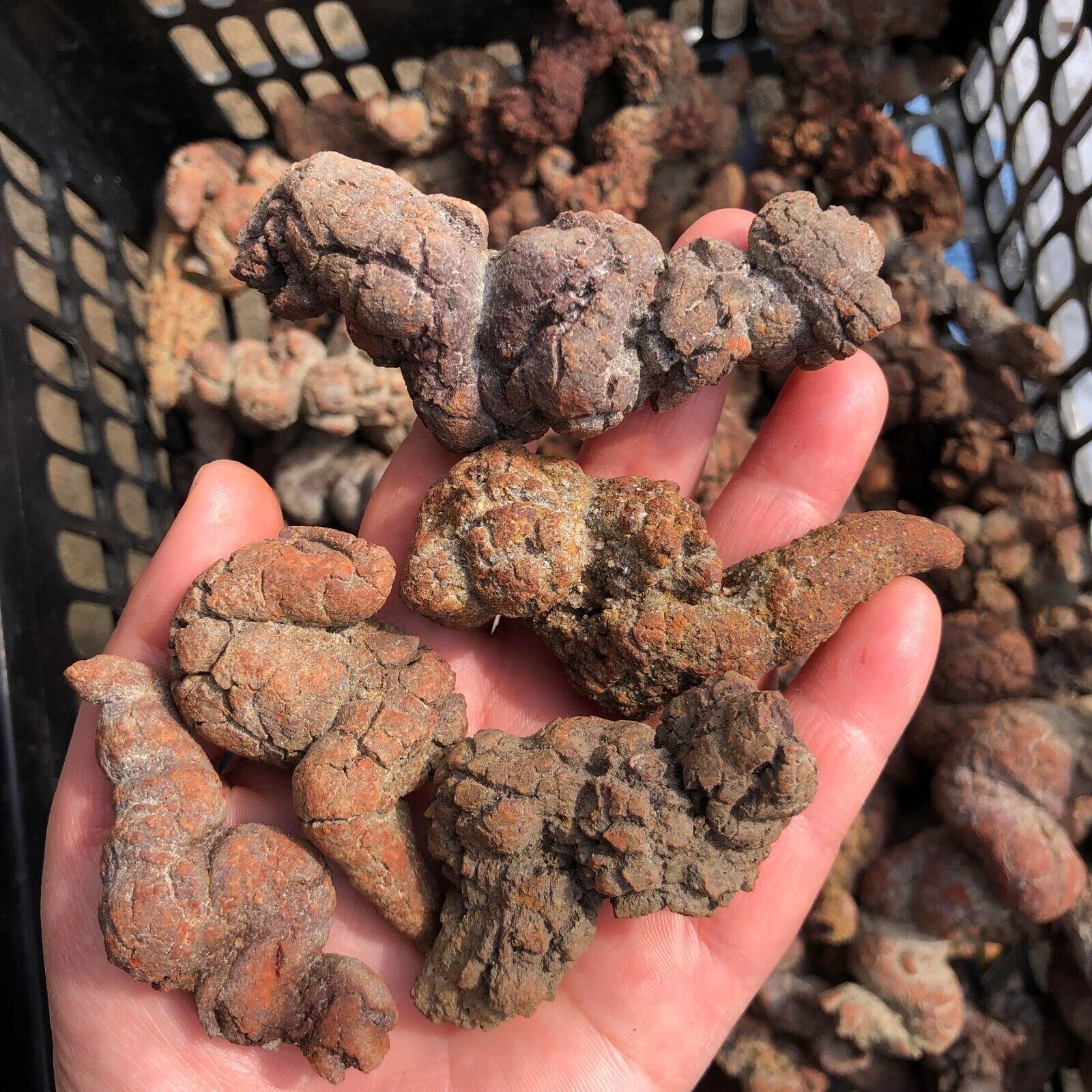 5kg Rare Dinosaur Coprolite Dung Poop Rough Mineral Specimen Madagascar