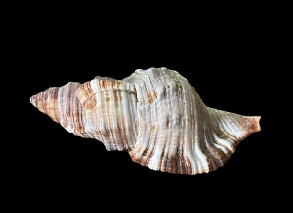 Authentic Cymatium Pileare Triton Shell - Collector, Coastal Beach Decor, Crafts