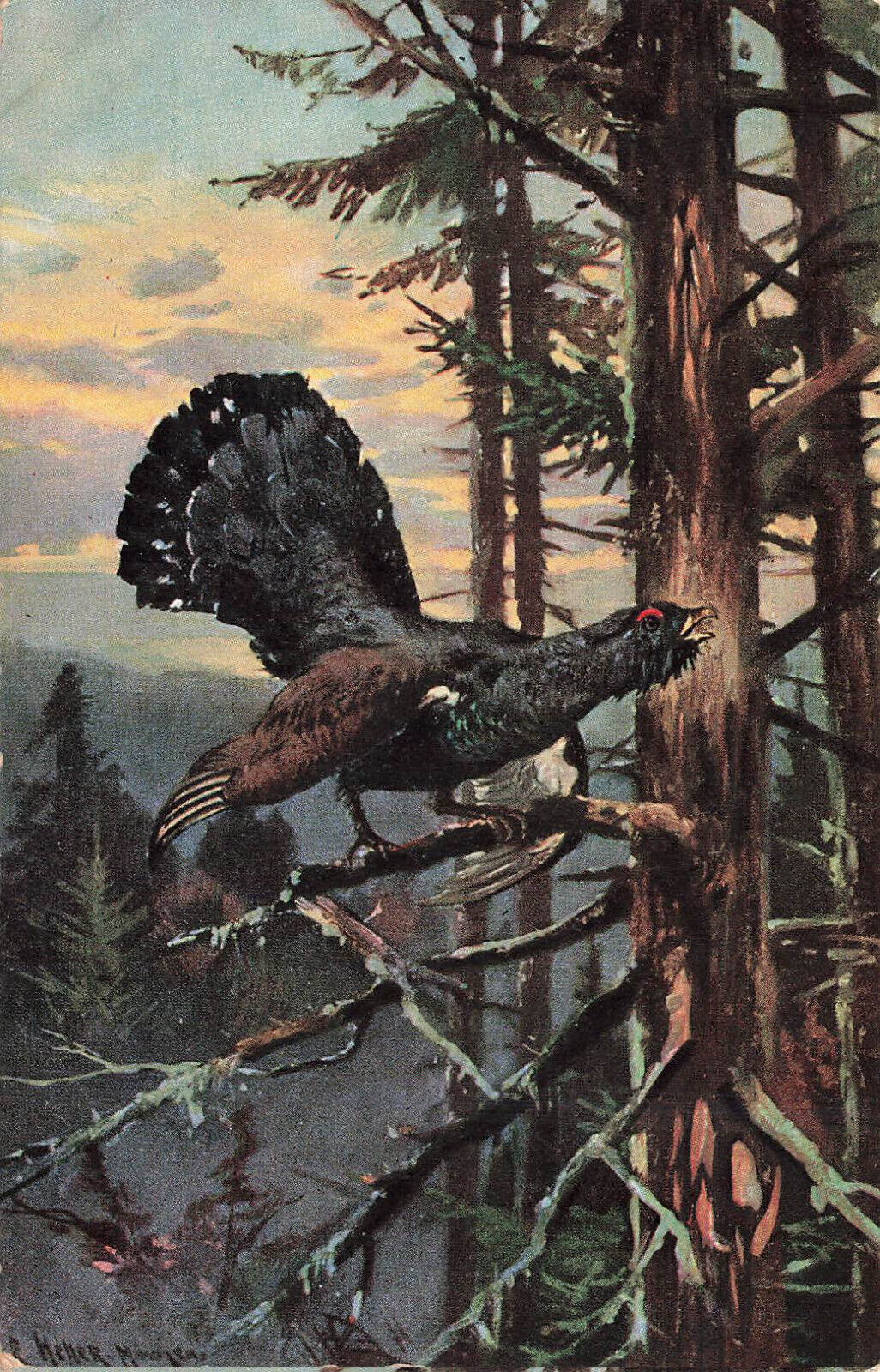 VINTAGE GAME BIRD POSTCARD SPRUCE GROUSE IN TREE 061422 R