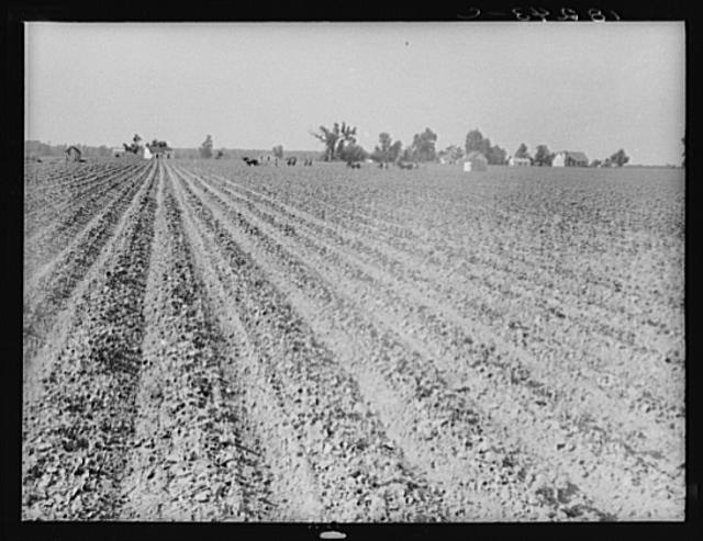 England,Arkansas,AR,Lonoke County,Farm Security Administration,June 1938,FSA