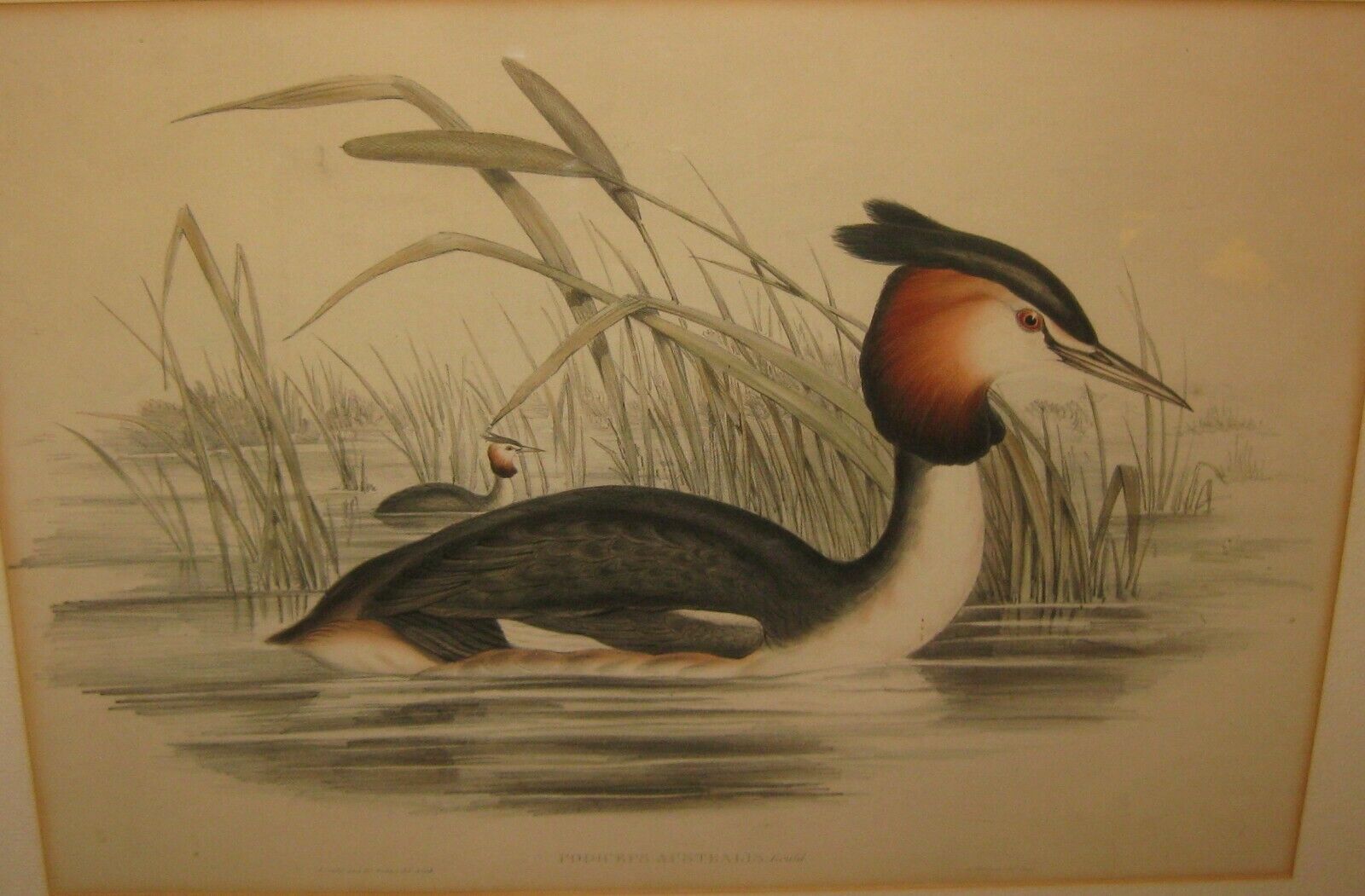 Original Antique JOHN GOULD 'Southern Crested Grebe' AUSTRALIA Bird Lithograph