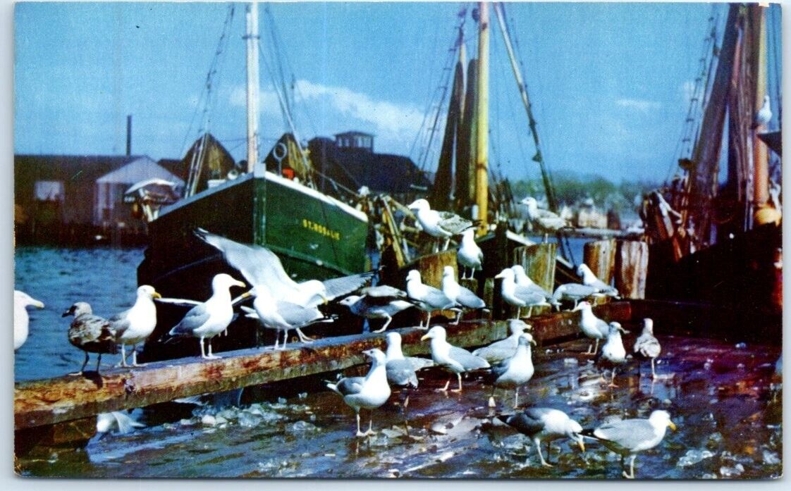 Postcard - Feast of the Gulls