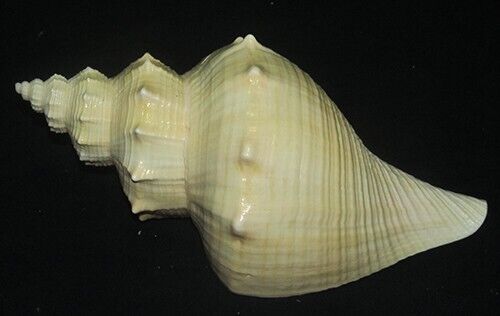 250 mm HUGE Hemifusus Tuba Fusus Seashell #3 From Similan Island Phuket Thailand